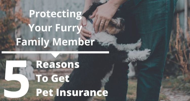 How to Choose the Right Pet Insurance for Your Furry Friend